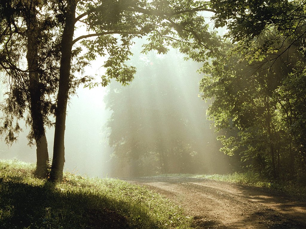 Sunbeams, Percy Warner Park, Tennessee